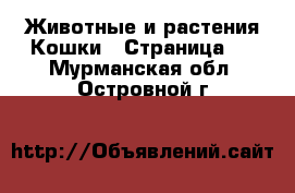 Животные и растения Кошки - Страница 3 . Мурманская обл.,Островной г.